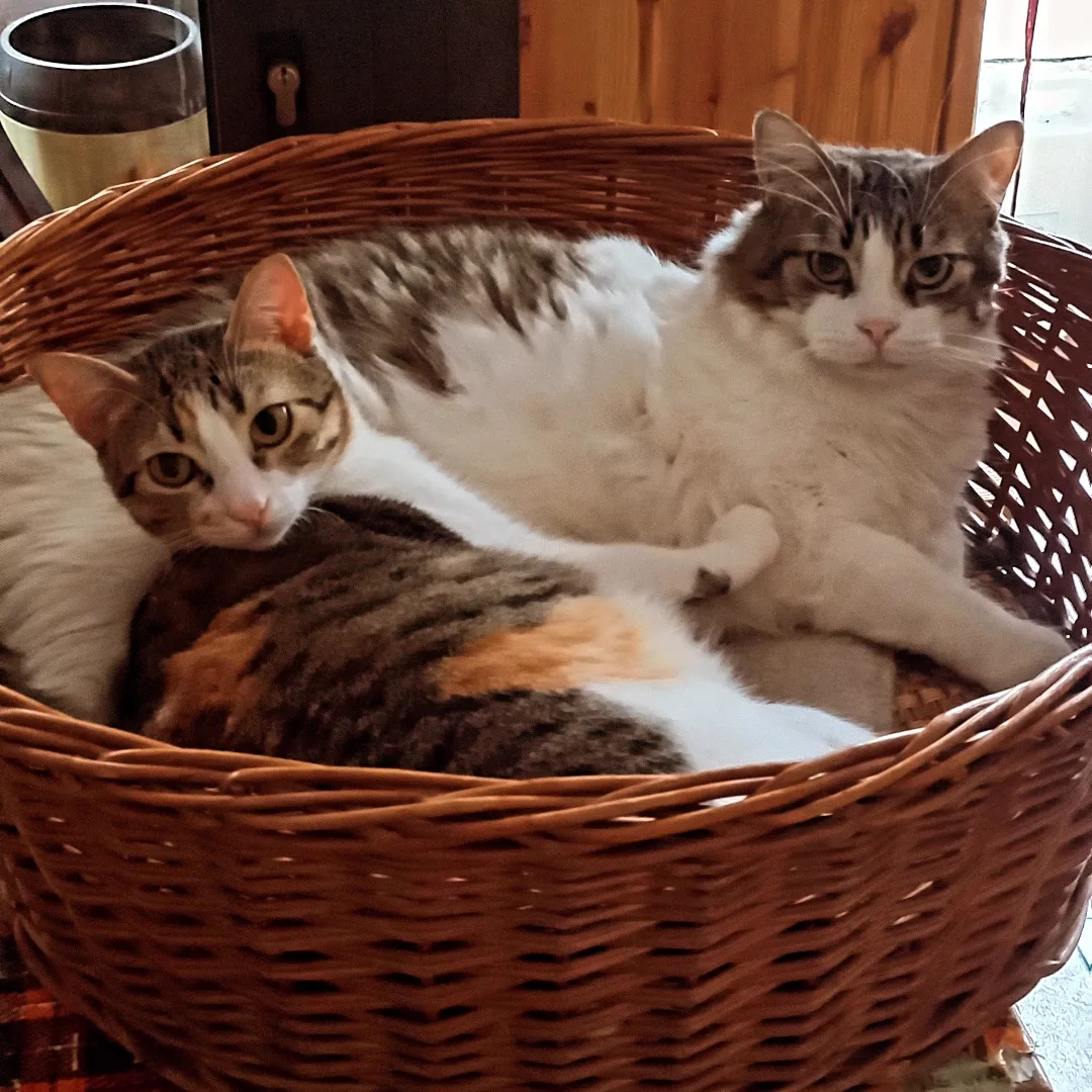 Nero Miciok Cat Cafe