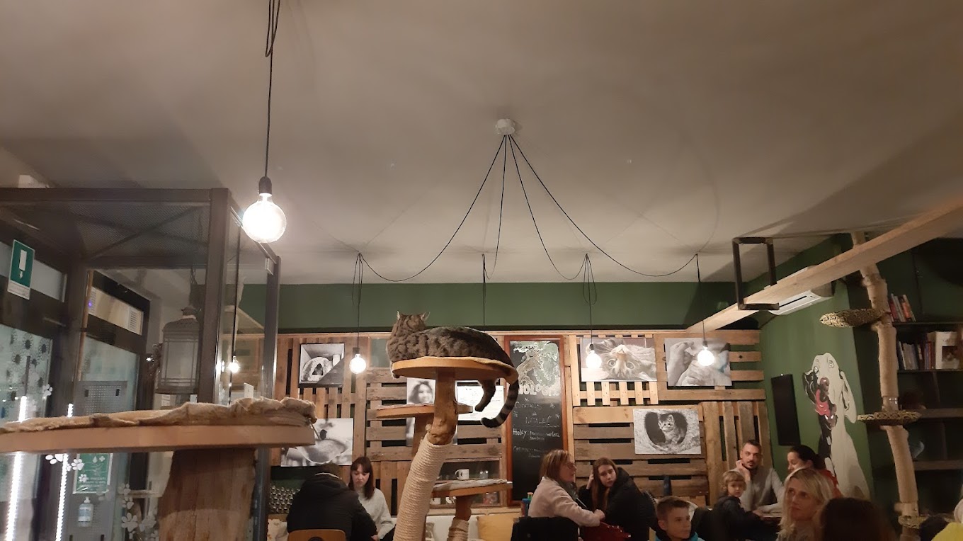 Di Cane In Gatto - Cat Café